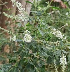 Alfazema-brasileira | Alfazema-de-caboclo | Erva-da-Graça - comprar online
