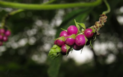 Milho-de-grilo (Lantana trifolia) - comprar online