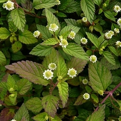 erva-doce mexicana | erva-doce asteca | cidreira-doce | Phyla dulcis - comprar online