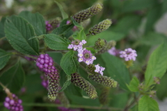 Milho-de-grilo (Lantana trifolia)