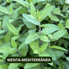 Kit Mentas Clássicas Raras - loja online