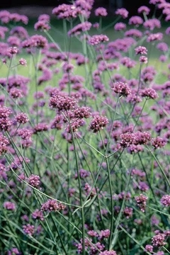 Verbena roxa alta