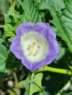 Balãozinho | Bingfen | Gelatina | Nicandra - Matos de Comer