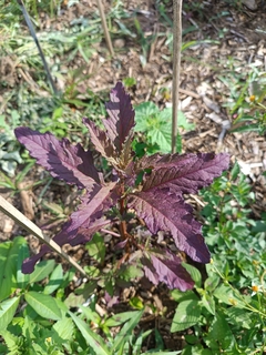 Santa-maria-roxa | mastruz-roxo | epazote-morado