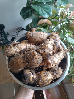 Ararutão - achira (2 rizomas)