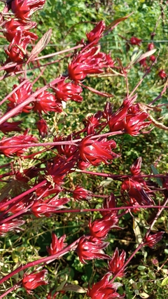 Vinagreira gigante RARA - 50 sementes