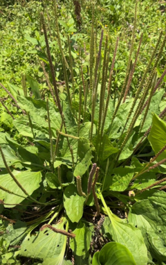 Tansagem verde gigante