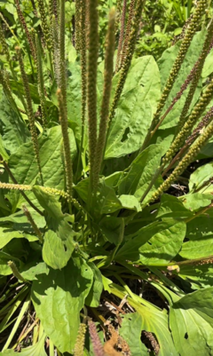 Tansagem verde gigante na internet