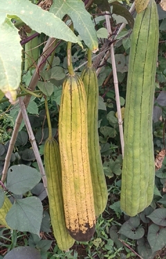 Buchas crioulas | loofah | esponja natural - comprar online