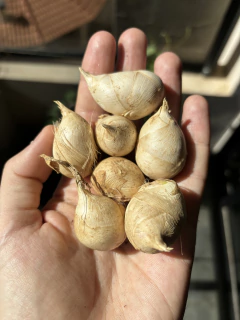 Araruta ovo-de-pata (2 unidades)