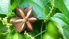 Sacha inchi - castanha-de-cipó - comprar online