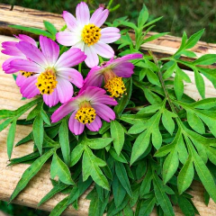 Ulam-raja | Cosmos-comestível