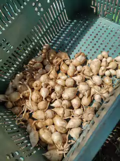 Araruta ovo-de-pata (2 unidades) - comprar online