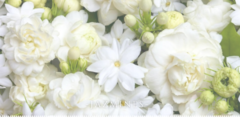 Banner de la categoría Jazmines