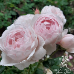 Scepter d isle- rosa scepter d isle- Rosal centro de la isla- rosa inglesa David Austin scepter d isle- rosa Inglés rosa- David Austin- david Austin roses- roses- rosas rosas inglesa- Rosal ingles- venta de rosas - venta de rosales en Argentina- rosas flo
