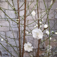 Prunus persica- prunus persica blanco-  árbol prunus persica- árbol de flor de durazno blanco- arbol ornamental de flor Blanca-arbol prunus persica write-arbol durazno de flor- durazno japonés de flor- árbol floral japonés prunus persica- duraznero de flo