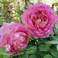 JUBILEE CELEBRATION- David Austin en internet