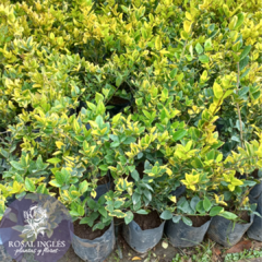 OLEA TEXANA AUREA- diferentes medidas