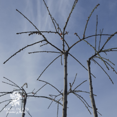 PRUNUS MUME/UME PENDULO - comprar online