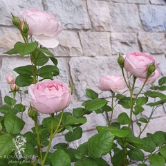 Scepter d isle- rosa scepter d isle- Rosal centro de la isla- rosa inglesa David Austin scepter d isle- rosa Inglés rosa- David Austin- david Austin roses- roses- rosas rosas inglesa- Rosal ingles- venta de rosas - venta de rosales en Argentina- rosas flo