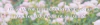 Banner Rosal Inglés
