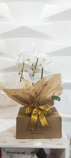 Orquídea - loja online