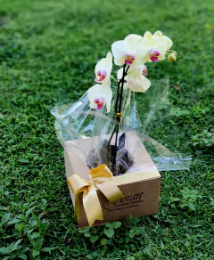 Orquídea - comprar online