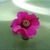 Forminhas Pink Para Doces Finos Modelo Margarida
