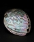 abalone-concha
