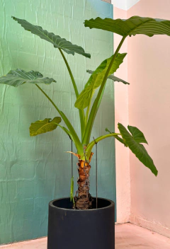 Horquilla | En Varios Tamaños - Elevate