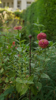 Imagen de Tutor Bastón