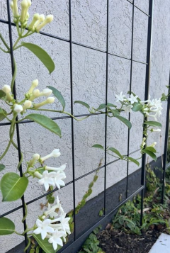 Espaldar Para Clavar - comprar online