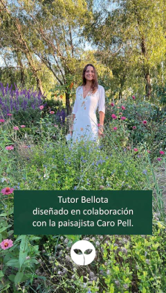 Bellota en internet