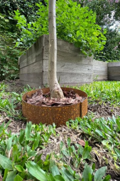 Un árbol pequeño en un jardín, rodeado de hojas secas y una base de metal oxidado, con un fondo de plantas verdes y una estructura de madera.