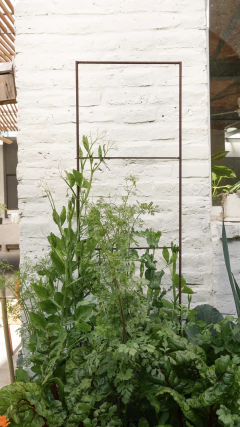 Escaleras en internet