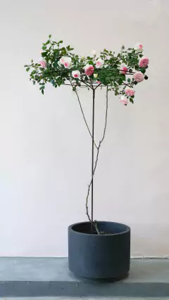 Tutor Paraguas en internet