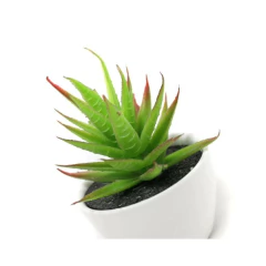 Planta Bonsai Suculenta 7 x 10 Cm N 59 Galileo en internet