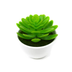 Planta Bonsai Suculenta 7 x 7 Cm N 58 Galileo - comprar online