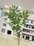 Vara de Ficus otoñal 1 MTS