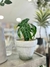Planta Cebra en maceta CONCEPTO