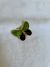 Broche Borboleta na internet