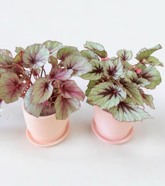 Begonia Rex con maceta Seul
