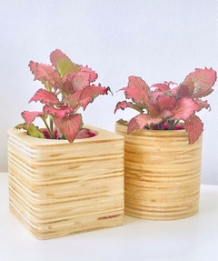 Fittonia con maceta de madera