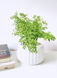 Pilea Microphylla con maceta Lilou