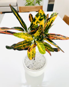 Croton tirabuzón