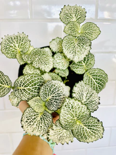 Fittonia Albivenis - Maih deco