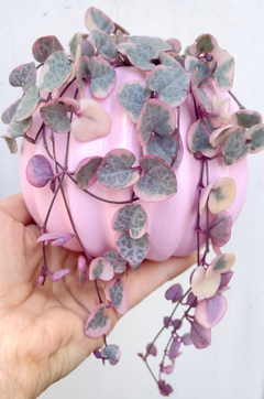 Ceropegia Variegada con maceta