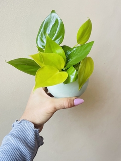 Cordatum Lemon con maceta