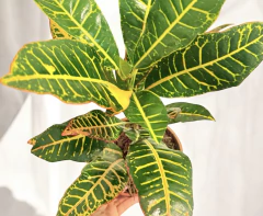 Crotón - comprar online