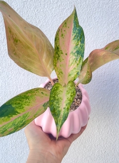 Aglaonema Lawan